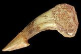 Fossil Sawfish (Onchopristis) Rostral Barb - Composite Tip #145598-1